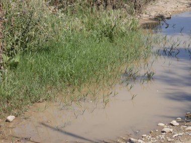 Yeşil ot büyüyen su birikintisi, yol kenarında yeşil sürgünler