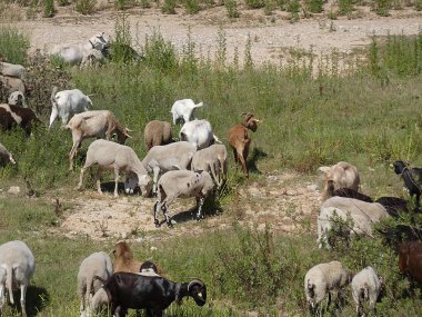 keçi ve koyun tarlada otlatma, çoban eşliğinde otlar yeme.