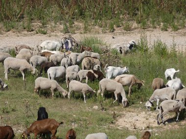 keçi ve koyun tarlada otlatma, çoban eşliğinde otlar yeme.