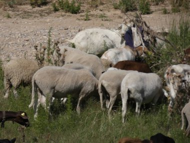 keçi ve koyun tarlada otlatma, çoban eşliğinde otlar yeme.