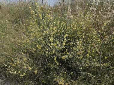 Sarı renkli yabani çiçek