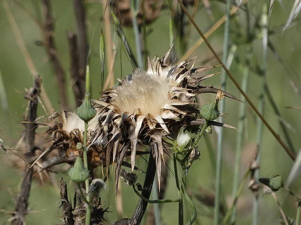 Wilde Distelblüte Frühling — Stockfoto