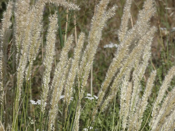 Reeds Virágok Hogy Néz Mint Dusters Szélén Tavasz Közepén Reeds — Stock Fotó