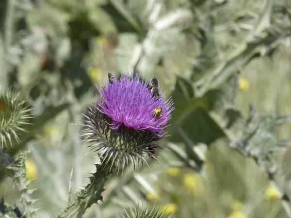 Flor Cardo Silvestre Primavera — Foto de Stock