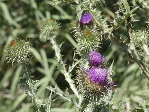 Wild Thistle Flower Spring — Stock Photo, Image