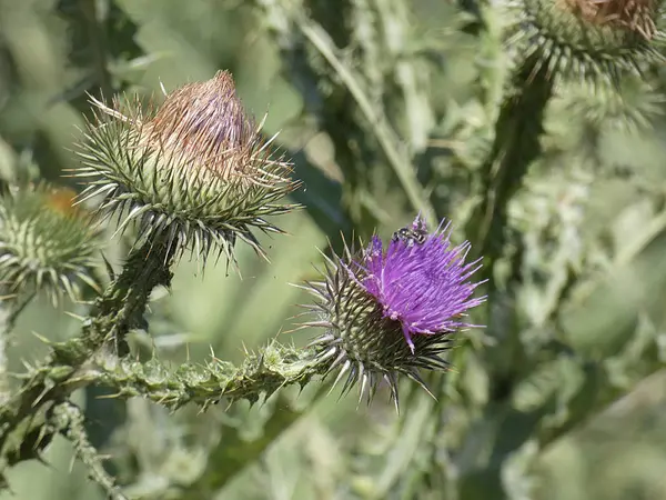 Flor Cardo Silvestre Primavera — Foto de Stock