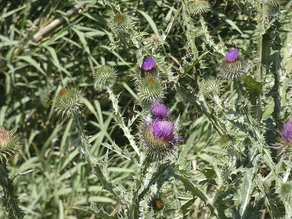 Baharda yabani devedikeni çiçeği