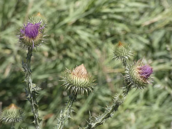 Wilde Distel Bloem Het Voorjaar — Stockfoto