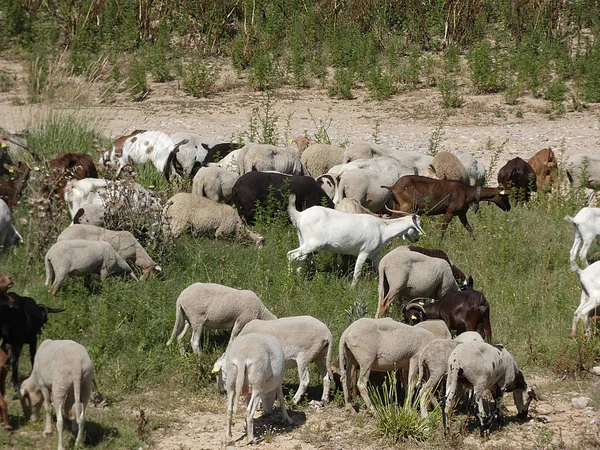 Capre Pecore Pascolo Nel Campo Mangiando Erbe Accompagnate Dal Pastore — Foto Stock