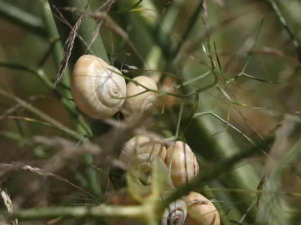 Wildschnecken Fressen Einer Pflanze Straßenrand — Stockfoto