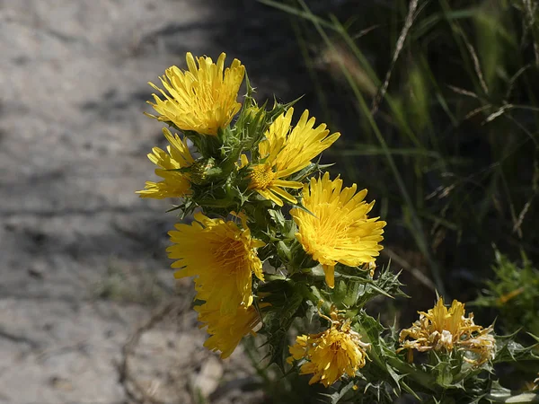 Flor Silvestre Color Amarillo — Foto de Stock