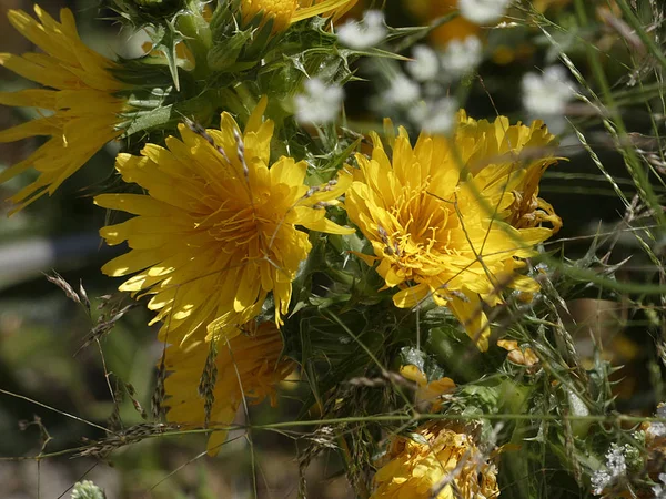 Flor Silvestre Color Amarillo — Foto de Stock