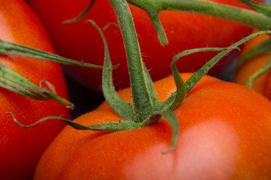 Taze domatesyakın çekim ve taze bahçeden aldı, çiğ yenmesi için hazırlanan, salata veya pişmiş olmak. Soslar, tavada kızartmalar, reçeller ve meyve suları yapabiliriz, onları doldurabilir, kızartabiliriz..