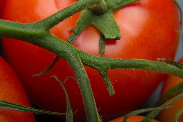 Primer Plano Del Tomate Fresco Recién Recogido Del Jardín Preparado — Foto de Stock