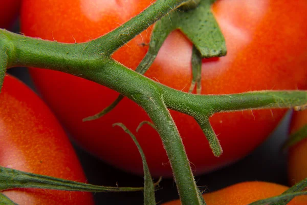 Nahaufnahme Von Frischen Tomaten Und Frisch Gepflückt Aus Dem Garten — Stockfoto