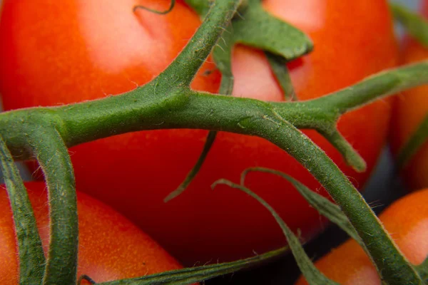 Primer Plano Del Tomate Fresco Recién Recogido Del Jardín Preparado — Foto de Stock