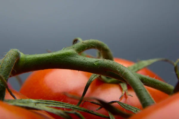 Nahaufnahme Von Frischen Tomaten Und Frisch Gepflückt Aus Dem Garten — Stockfoto