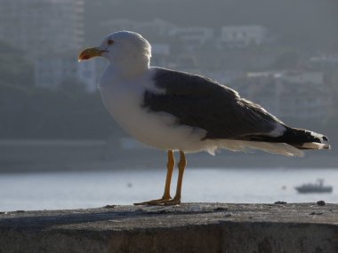 Martı büyük kanatları olan bir kuştur, uçar ve çok iyi planlar, hava akımlarını ve termalleri çok iyi kullanır. Yetişkin martının civcivlerinden daha hafif tüyleri var..