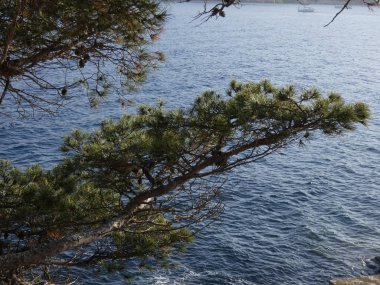 Çam denize çok yakın bir kayalıküzerinde rüzgar tarafından bükülmüş. Katalan Cesur sahilinde ağaçlar bu durumda çam ağaçları, denizin kendisine ulaşır. Tramontana denilen rüzgar nedeniyle ağaçların yolları.