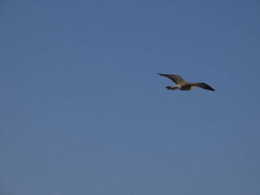 Akdeniz denizi üzerinde uçan vahşi martı ve yuvası ve civciv olduğu uçurumun üzerinde. Yırtıcıların veya diğer martıların girişlerinin izlenmesi.