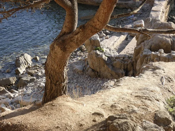 Borovice Kroutila Větrem Útesu Nedaleko Moře Katalánských Statečných Březích Stromy — Stock fotografie