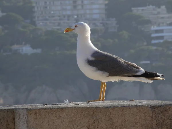 Måsen Fågel Med Stora Vingar Flyger Den Och Planerar Mycket — Stockfoto