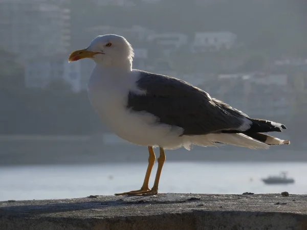 Seagull Bird Large Wings Flies Plans Very Well Uses Air — Stock Photo, Image