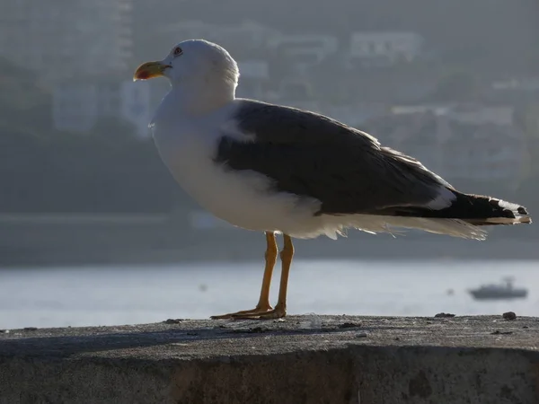 Seagull Bird Large Wings Flies Plans Very Well Uses Air — Stock Photo, Image