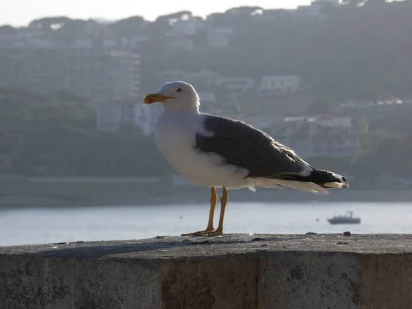 Seagull Bird Large Wings Flies Plans Very Well Uses Air — Stock Photo, Image