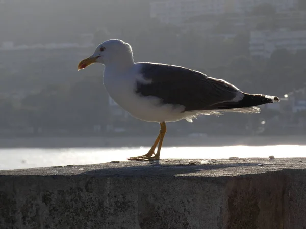 Seagull on the cliff scanning the horizon of the mediterranean sea. Wild seagull in precipice watching over its nest, its chicks, that do not come visits from its predators.