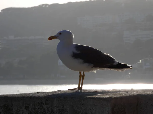 Seagull Cliff Scanning Horizon Mediterranean Sea Wild Seagull Precipice Watching — Stock Photo, Image