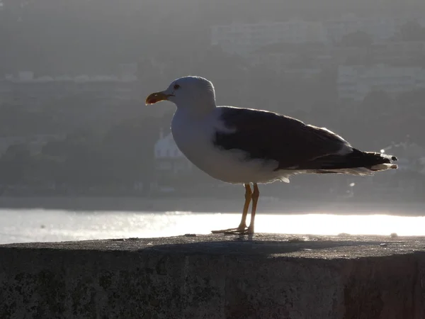 Seagull Klifie Skanujący Horyzont Morza Śródziemnego Dziki Mewa Przestrasz Oglądając — Zdjęcie stockowe