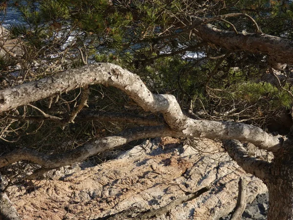 Borovice Kroutila Větrem Útesu Nedaleko Moře Katalánských Statečných Březích Stromy — Stock fotografie