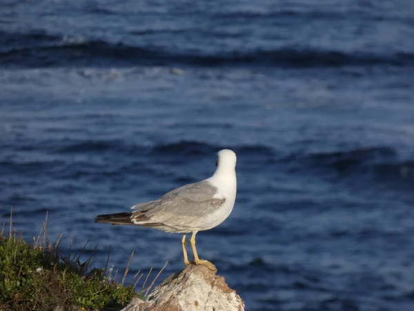 Gabbiano Sulla Scogliera Scansionando Orizzonte Del Mar Mediterraneo Gabbiano Selvatico — Foto Stock