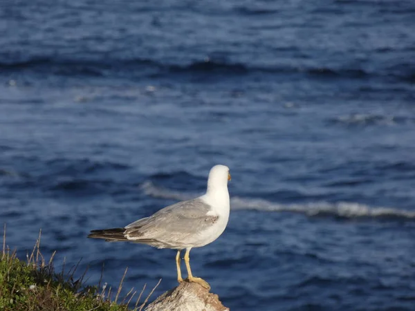 Seagull Cliff Scanning Horizon Mediterranean Sea Wild Seagull Precipice Watching — Stock Photo, Image