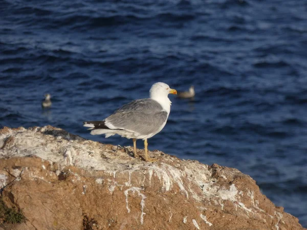 Seagull Útesu Prohledává Obzor Středozemního Moře Divoký Racek Propasti Který — Stock fotografie