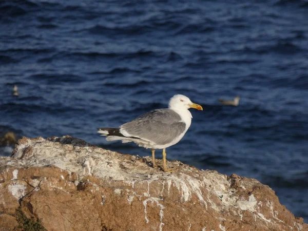 悬崖上的海鸥在地中海的地平线上扫视着地平线 悬崖中的野生海鸥看着它的巢穴 它的小鸡 没有来自它的掠食者访问 — 图库照片