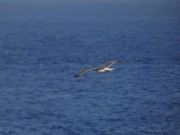 Gaviota Salvaje Volando Sobre Mar Mediterráneo Sobre Acantilado Donde Tiene —  Fotos de Stock