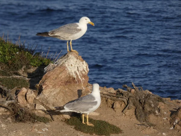 Gaivota Topo Uma Rocha Penhasco Costa Brava Catalana Província Girona — Fotografia de Stock