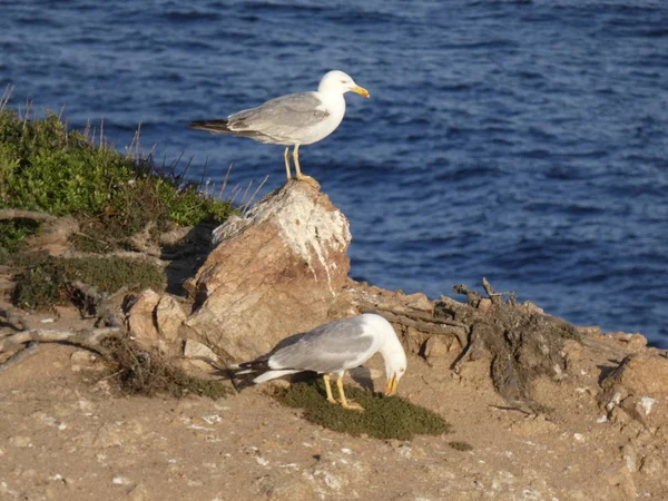 在西班牙赫罗纳省布拉瓦加泰罗尼亚海岸的悬崖上的海鸥 — 图库照片