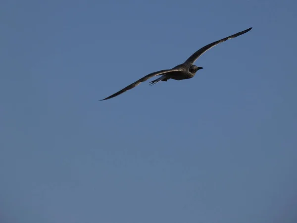 Gaviota Salvaje Volando Sobre Mar Mediterráneo Sobre Acantilado Donde Tiene — Foto de Stock