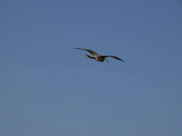 Gaivota Selvagem Voando Sobre Mar Mediterrâneo Sobre Penhasco Onde Tem — Fotografia de Stock