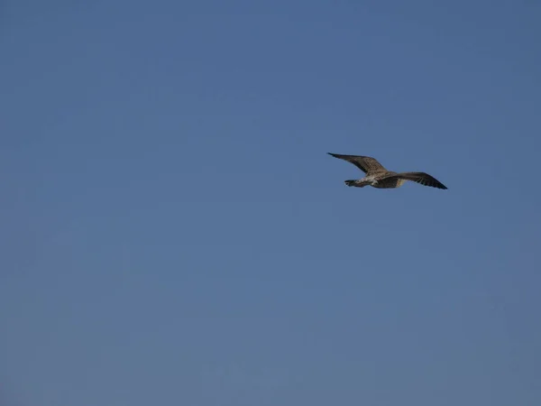 地中海の上を飛ぶ野生のカモメと 巣とひよこがある崖の上を飛ぶ 捕食者や他のカモメの侵入を監視 — ストック写真