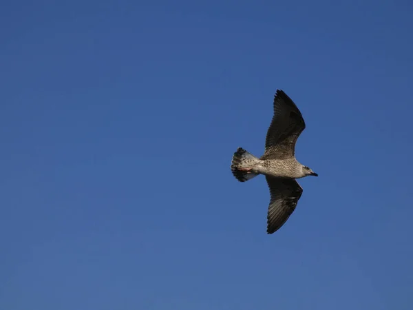 Gaviota Salvaje Volando Sobre Mar Mediterráneo Sobre Acantilado Donde Tiene —  Fotos de Stock