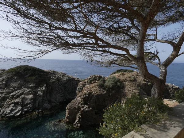 Çam Denize Çok Yakın Bir Kayalıküzerinde Rüzgar Tarafından Bükülmüş Katalan — Stok fotoğraf