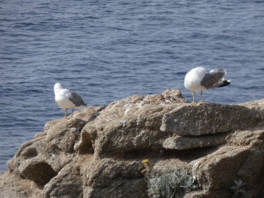 Martılar rahat poz ve civciv arayan çığlık ve keşif uçuşları yapıyor.