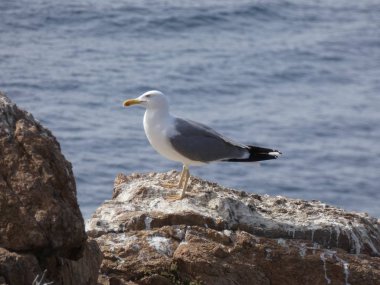 Martılar rahat poz ve civciv arayan çığlık ve keşif uçuşları yapıyor.