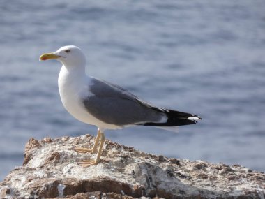 Martılar rahat poz ve civciv arayan çığlık ve keşif uçuşları yapıyor.