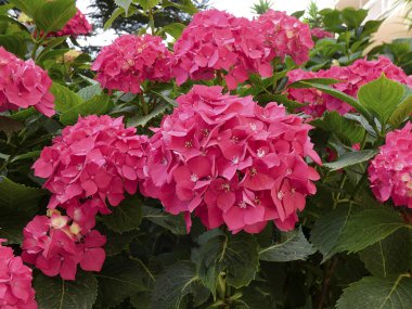 Güzel ortanca çiçek, büyüklüğü için muhteşem, çiçek ve büyük çiçek destekleyen hem bitki