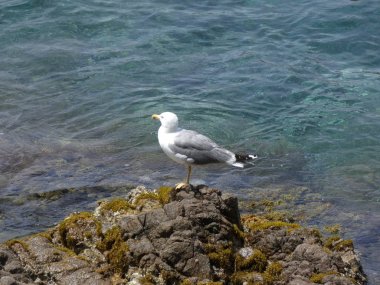 Martılar rahat poz ve civciv arayan çığlık ve keşif uçuşları yapıyor.